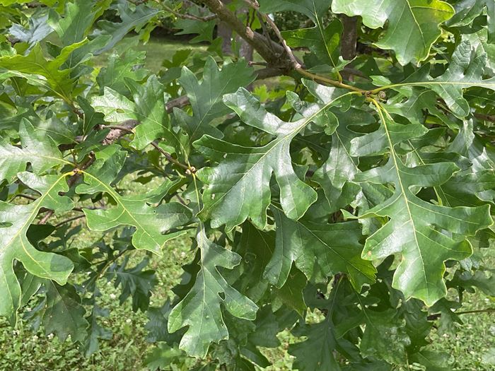Les chênes du Québec
